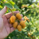 Ежемалина Голден Кларк (Кумберленд желтый) № 3