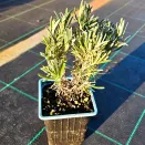 Лаванда узколистная Розеа № 2