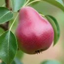 Груша колоновидная Кармен № 2