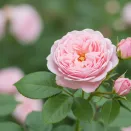 Роза почвопокровная Боника № 3