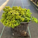 Тимьян (чабрец) лимоннопахнущий Бертрам Андерсон № 3