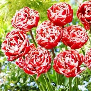 Тюльпан махровый поздний Драмлайн