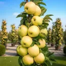 Яблоня колоновидная самоплодная Гирлянда № 1