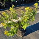 Лапчатка кустарниковая Голдфингер № 3