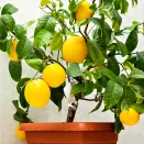 Апельсин комнатный без косточек Вашингтон Навел № 1