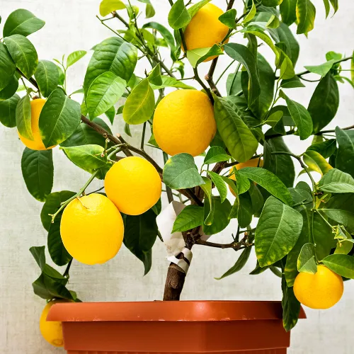 Апельсин комнатный без косточек Вашингтон Навел