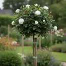 Роза штамбовая Аваланж № 6