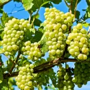 Виноград со вкусом сахарной ваты Коттон Кэнди № 1