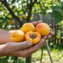 Абрикос ультраморозостойкий Хабаровский № 1