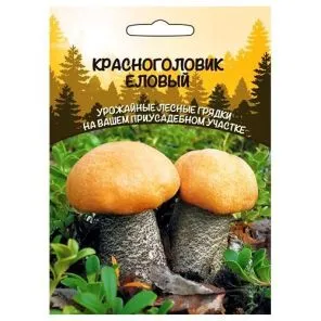 Красноголовик (подосиновик) еловый Уральский дачник