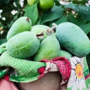 Фейхоа самоплодный Крымский ранний № 2