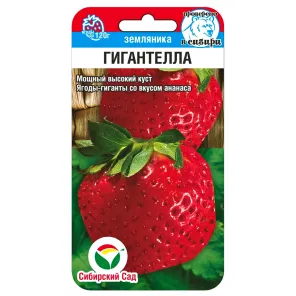 Земляника крупноплодная Гигантелла, семена Сибирский сад