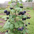 Малина ремонтантная черная Хебан (Блэк Полька) № 1