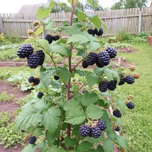 Малина ремонтантная черная Хебан (Блэк Полька)