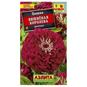 Цинния Вишневая королева Аэлита