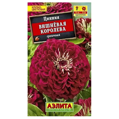 Цинния Вишневая королева Аэлита