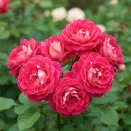 Роза флорибунда со стойким ароматом Брера № 1