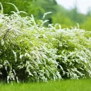 Спирея серая Грефшейм № 3
