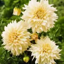 Георгина декоративная Кафе о Лейт № 1