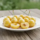 Вишня медовая Бессея желтая № 1