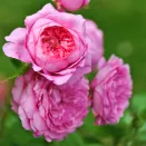 Роза шраб с ароматом ягод Шанталь Мерье № 2