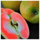 Яблоня со вкусом клубничного лимонада Хидден Роуз № 1