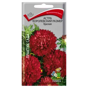Астра Королевский размер красная Поиск