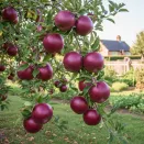 Яблоня красномясая скороплодная Редлав Одиссо № 2