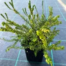 Эрика Вайт Глоу № 2