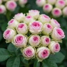 Роза спрей Мими Эден № 1