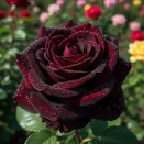 Роза чайно-гибридная Норита № 1