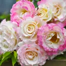 Роза чайно-гибридная сияющая Серафим № 1