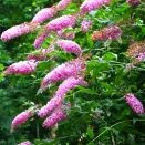 Буддлея Давида раннецветущая Пинк Пантер № 2