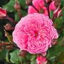 Роза шраб для варенья Тео Клеверс (кулинарная серия) № 2