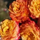 Роза флорибунда Метеор № 2