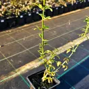 Жасмин голоцветковый № 2