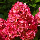 Гортензия метельчатая Вимс Ред Гортензия метельчатая Вимс Ред № 2