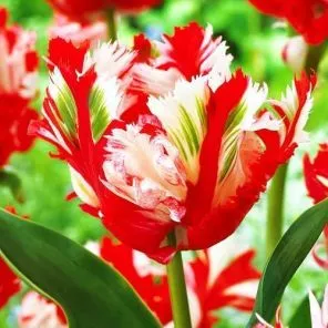 Тюльпан попугайный Эстелла Рижнвельд