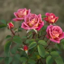 Роза спрей малоуходная Инкогнито № 1