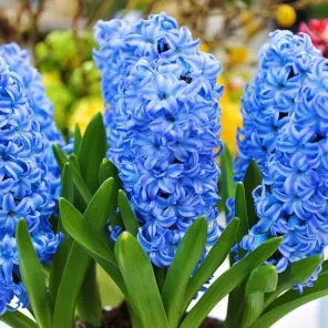 Гиацинт Аква