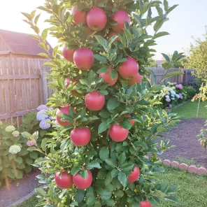 Яблоня колоновидная Черный магнат