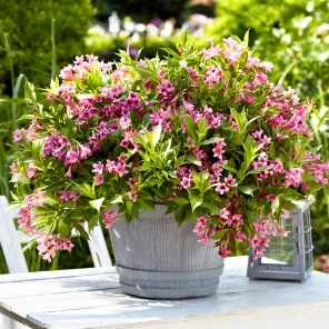 Вейгела цветущая горшечная Пикобелла Роза