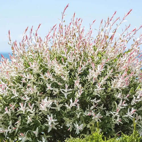 Ива с разноцветными листьями Хакуро Нишики