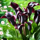 Калла Одесса № 1