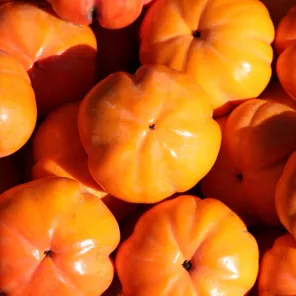 Хурма инжирная Фуйю (Ромашка)