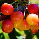 Черешня кремовая Краса Кубани улучшенная № 3