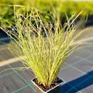 Осока власовидная Амазон Мист № 2