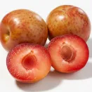 Плумкот (гибрид абрикоса и сливы) Корона № 1