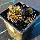 Молодило Отелло № 2