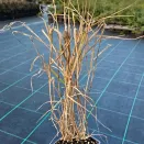 Пеннисетум восточный долгоцветущий Фламинго № 2